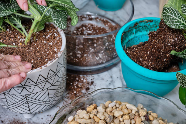 istock Middle aged woman’s hands in potting soil preparing plants for spring in a well lit American home 1210455178