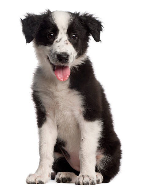 Border Collie puppy, three months old, sitting, white background.  border collie puppies stock pictures, royalty-free photos & images