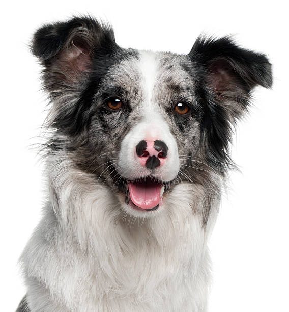 istock Close-up of Border Collie, eleven months old, white background. 121045534