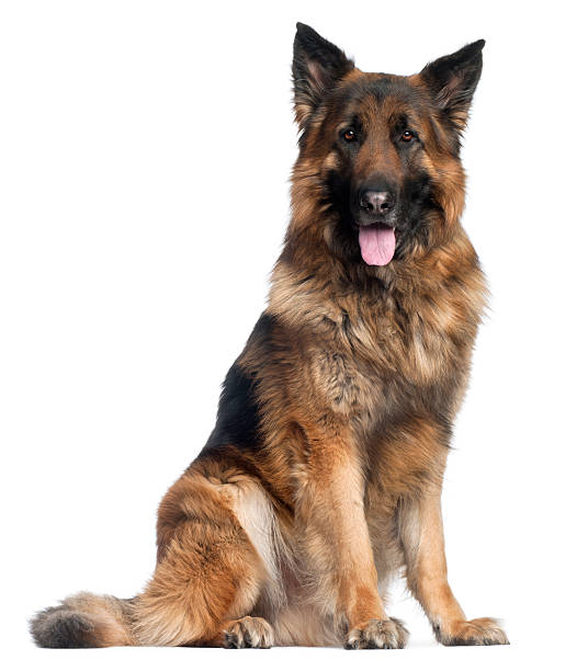 istock German Shepherd Dog, four years old, sitting, white background. 121045536