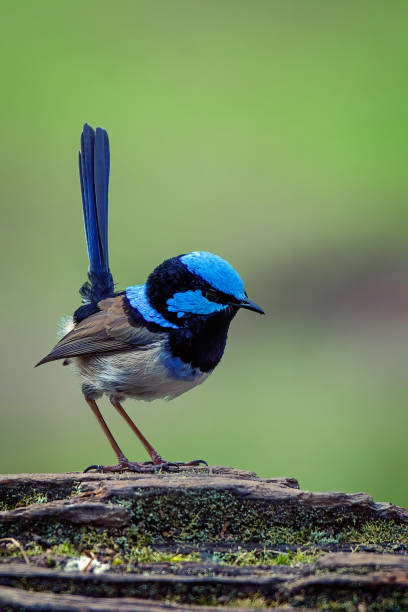 superb fairy wren encaramado en un tocón de árbol - wren fotografías e imágenes de stock