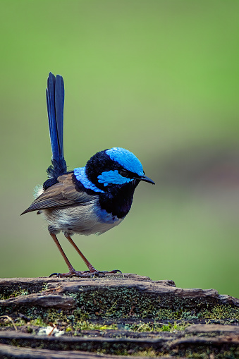 Adult Superb Fairy Wren perched on an old tree stump in the forest