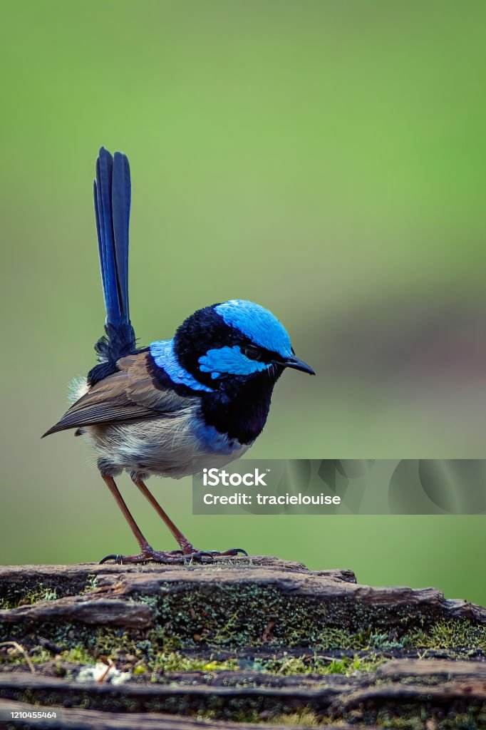 Superb Fairy Wren perched on a tree stump Adult Superb Fairy Wren perched on an old tree stump in the forest Wren Stock Photo