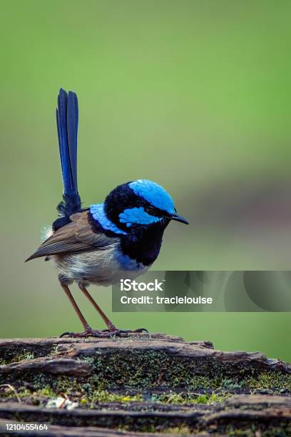 Superb Fairy Wren Perched On A Tree Stump Stock Photo - Download Image Now - Wren, Blue, Bird