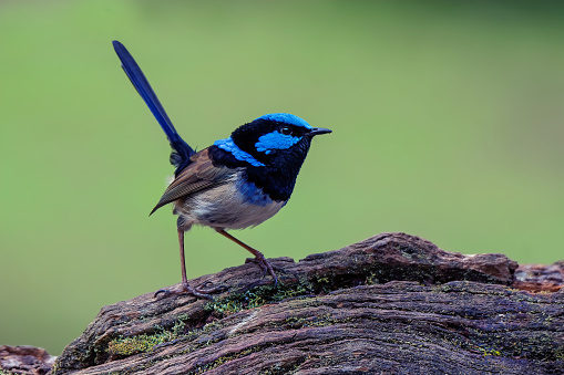 Adult Superb Fairy Wren perched on an old tree stump in the forest