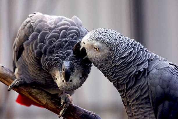 dois africanos cinzentos papagaios - african grey parrot - fotografias e filmes do acervo