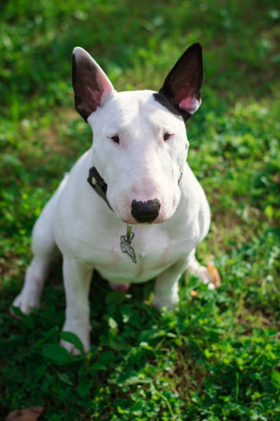 istock English bull terrier 1210456262