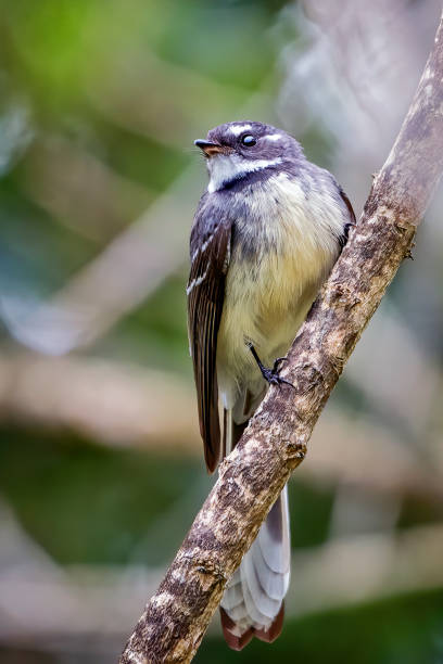 istock Grey Fantail bird perched on a branch 1210456733