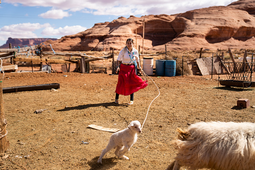 A beautiful young Navajo woman in a corral, roping a young lamb