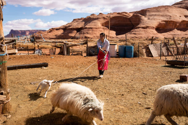 ein navajo teenage girl in einem schaf stift roping ein junges lamm - aboriginal art aborigine rock stock-fotos und bilder