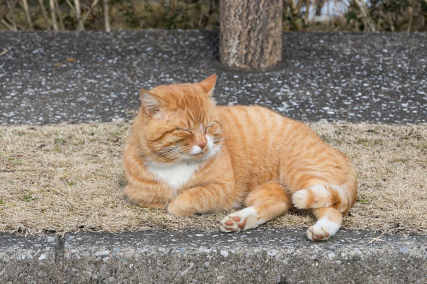 A stray cat in a park at Kameyama Lake, Kimitsu city, Chiba, Japan stock photo
