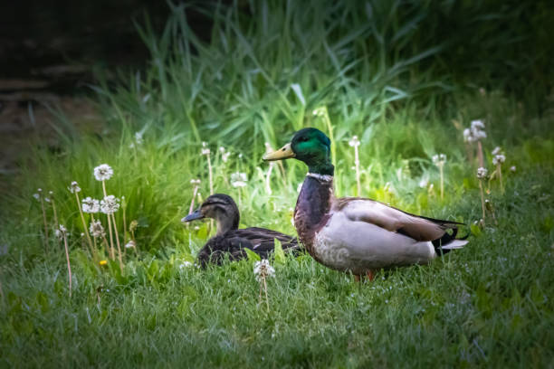 istock A couple of ducks 1210460109
