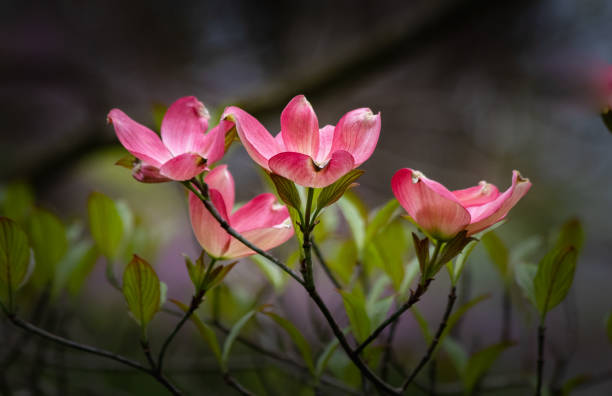 istock Dogwood blooming in spring 1210460647