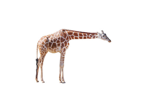 istock Small giraffe eating isolated on white background , clipping path 1210460974