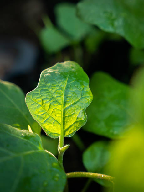 bright thai eggplant leaf - usa restaurant flower bed beauty in nature imagens e fotografias de stock