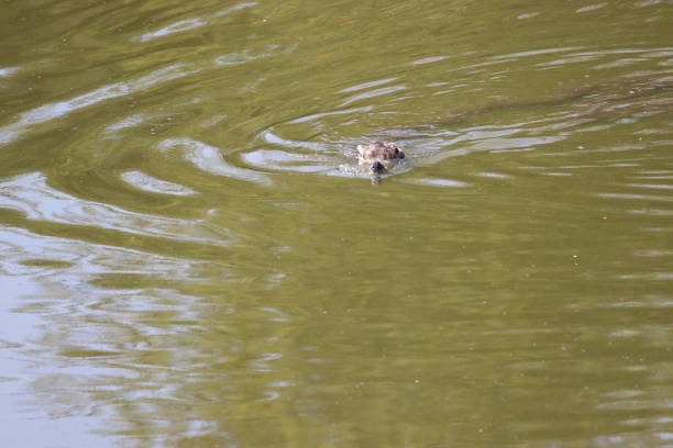 istock Duck swimming in river with head underwater 1210461726