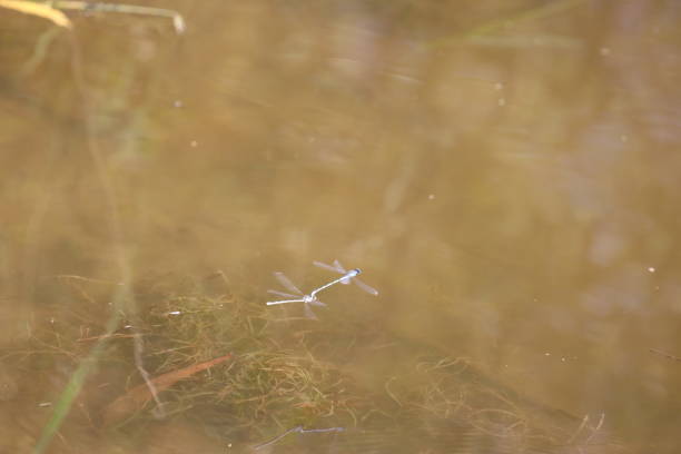 istock Flying neon blue damselflies mating in mid-air 1210461783