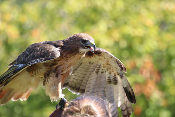 istock Wings spread red-tailed hawk with falconer outdoors 1210461784