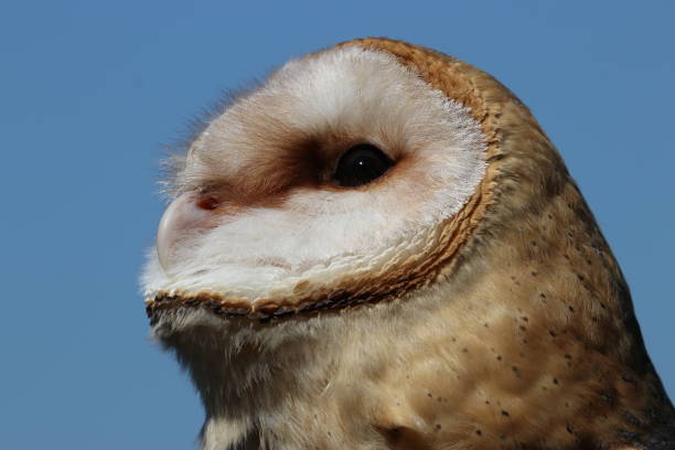 istock Barn owl head close-up looking up against bright blue sky 1210462468