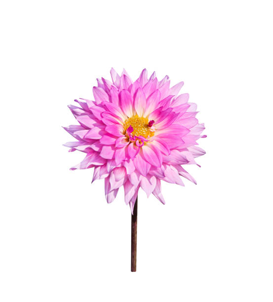 istock Pink dahlia flowers  blooming with stem isolated on white background , clipping path 1210466208