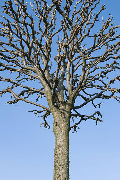 arbre sans feuillage - bare tree tree single object loneliness photos et images de collection