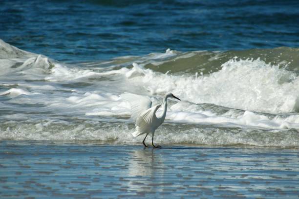 oiseau d’aigrette blanc pataugeant dans le surf dans l’eau bleue d’océan - wading snowy egret egret bird photos et images de collection