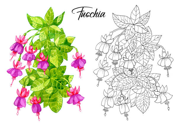 rysunek pięknego kwiatu fuksji. - fuschia stock illustrations