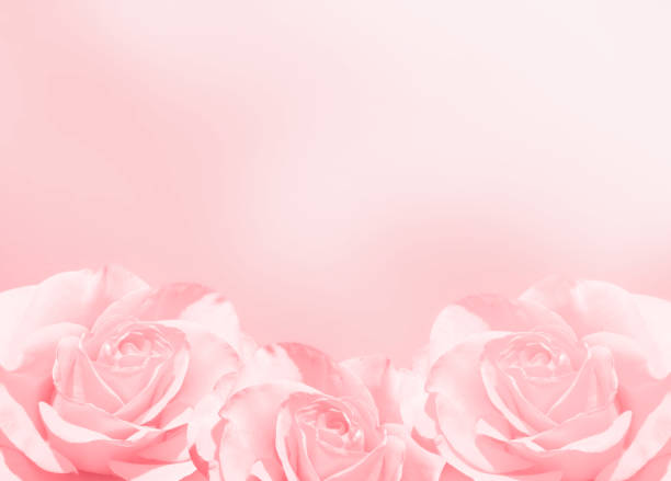 istock Banner with three pink roses 1210471727