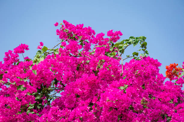 istock Bouganvilleas in a tropical garden 1210471777