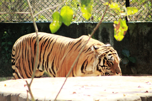 tiger tigris side view panthera