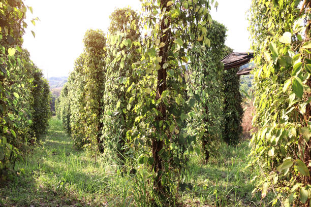 Black pepper on an agricultural plantation, Cambodia Black pepper plantation. Rows of black pepper on an agricultural plantation in Kampot province, Cambodia kampot stock pictures, royalty-free photos & images