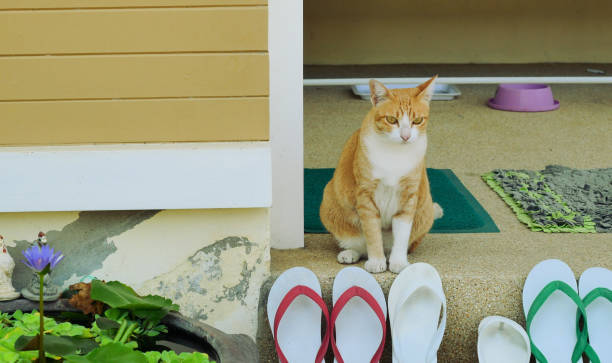 istock The orange tabby cat sitting in a house 1210473917