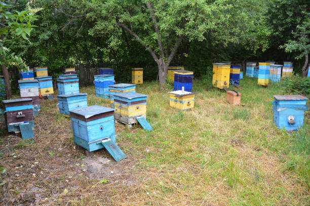 Colorful beehives in the garden.