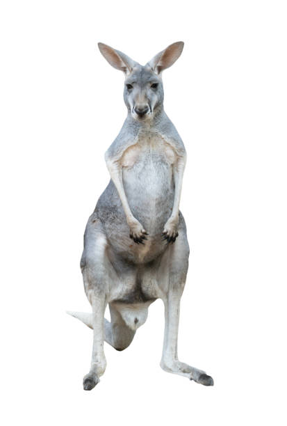 istock gray kangaroo isolated on white background 1210476666