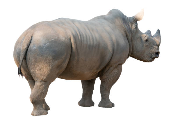 istock white rhinoceros isolated on white background 1210476690