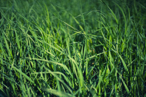 istock Green grass natural background texture, Lawn for the background 1210476851