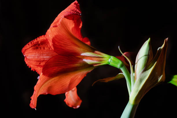 istock Saturated red Hippeastrum flowers 1210477859