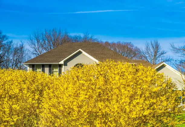 View of hedge of blooming forsythia bushes on clear spring day; house roof and blue sky in background; spring in Missouri, Midwest