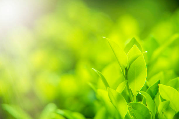 istock green leaves for background and wallpaper 1210485703