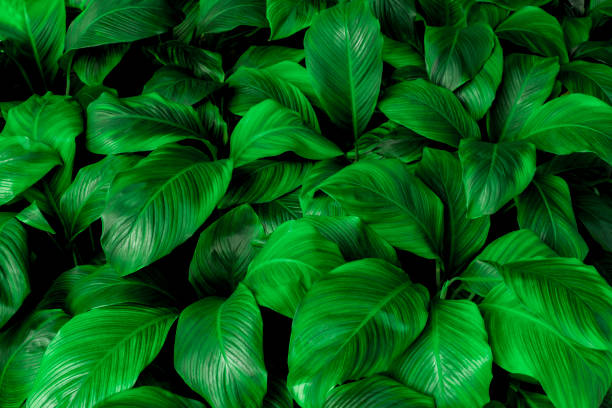 istock green leaves for background and wallpaper 1210485728