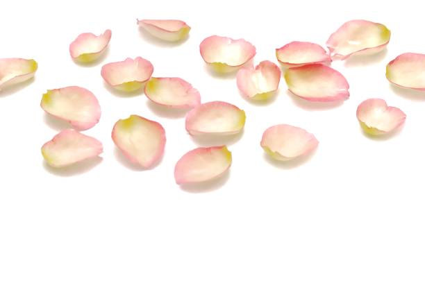 istock In selective focus sweet pink rose corollas on white isolated background 1210487869