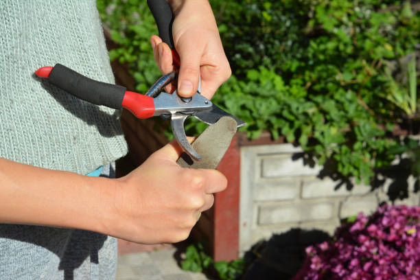 istock Gardener cleaning and sharpening garden tool in autumn. 1210489119