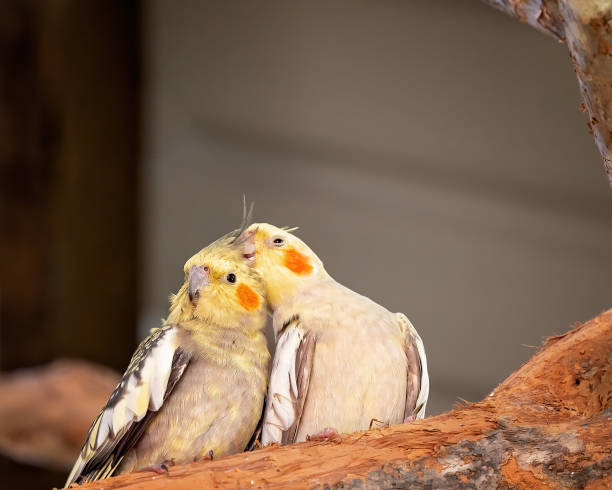 istock Pair Of Cockatiels 1210489254