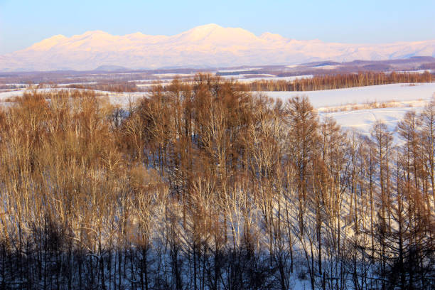 istock Snow mountain and larch forest 1210491246