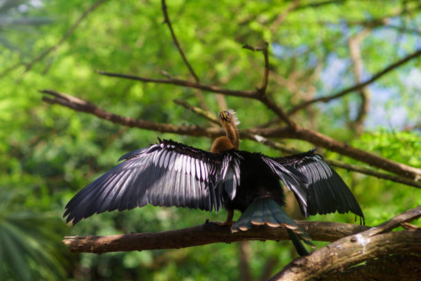 istock A Neotropic Cormorant drying its Wings on green background 1210491262