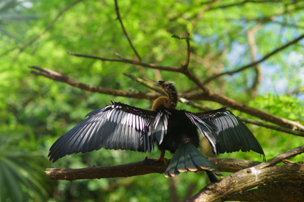 istock A Neotropic Cormorant drying its Wings on green background 1210491271