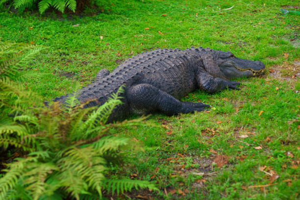 istock American alligator laing on the green grass 1210491286