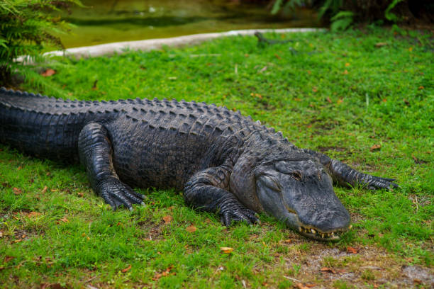 American alligator laing on the green grass