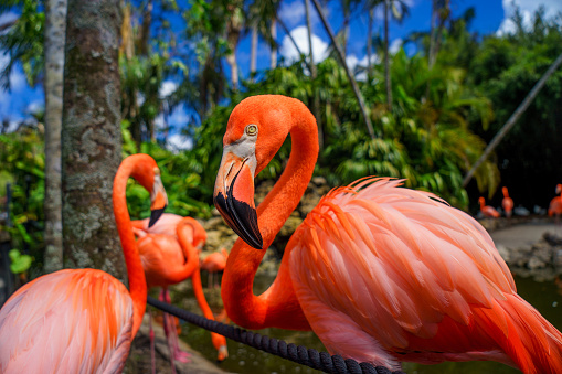 Group of red flamingo in the water against blurred green background.