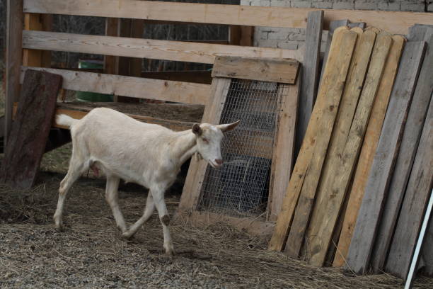 istock White goat on the street 1210492438